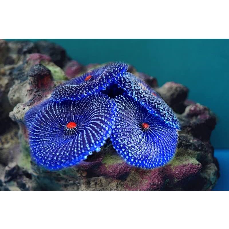 Artificial Coral, 4 Pieces, Fake Coral, Aquarium Decorations, Aquarium Corals For Aquarium Decoration (Coral Blue)
