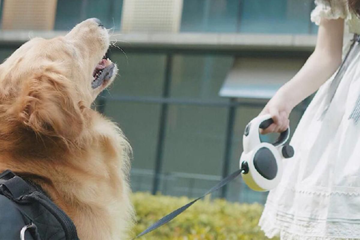 5m Auto Retractable Dog Leash with LED Light Pet Walking Lead for Small Medium Large Dogs - M