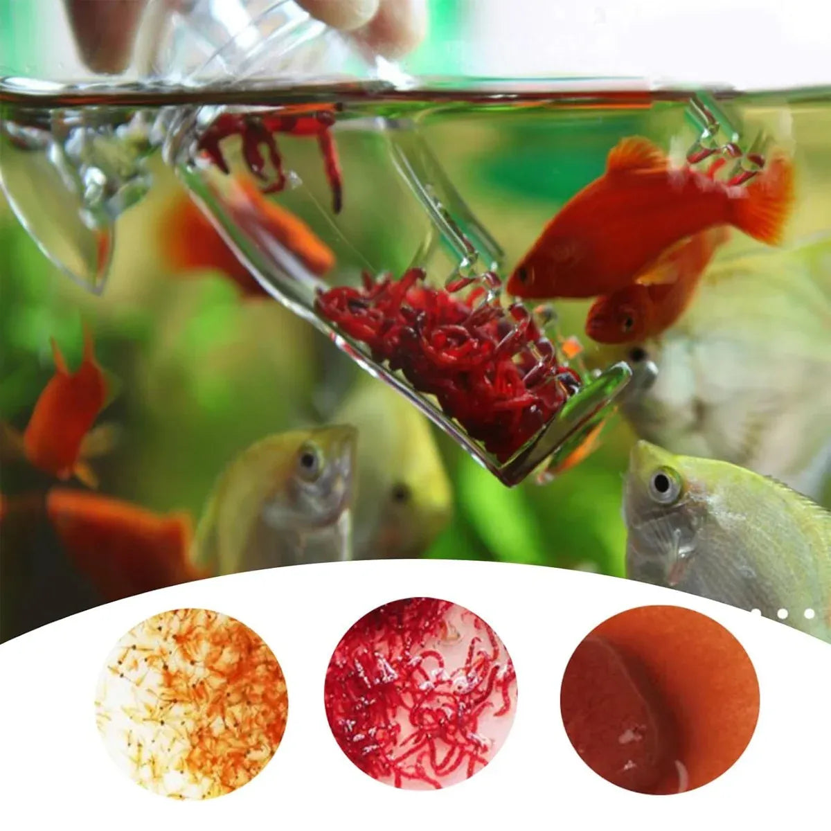 Acrylic Fish Feeder Clear Durable for Aquarium Fish Tank Feeding