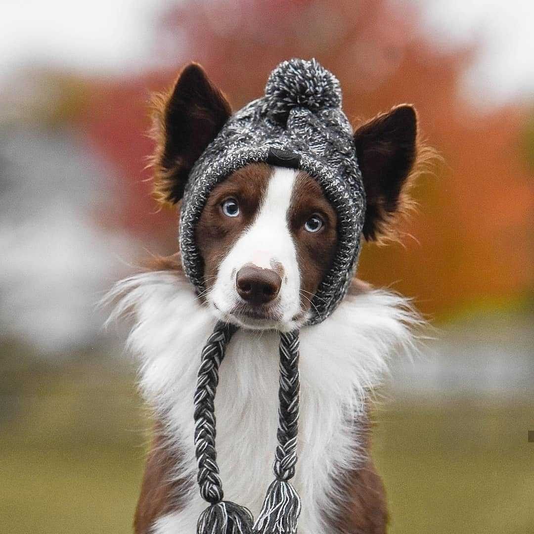 Dog Hat Knitted Windproof Winter Pom Hat, Black, M - Image 2