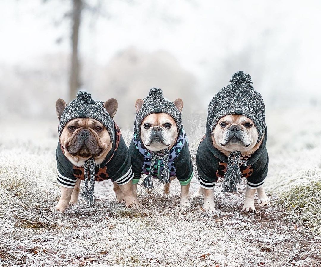 Dog Hat Knitted Windproof Winter Pom Hat, Black, M - Image 6