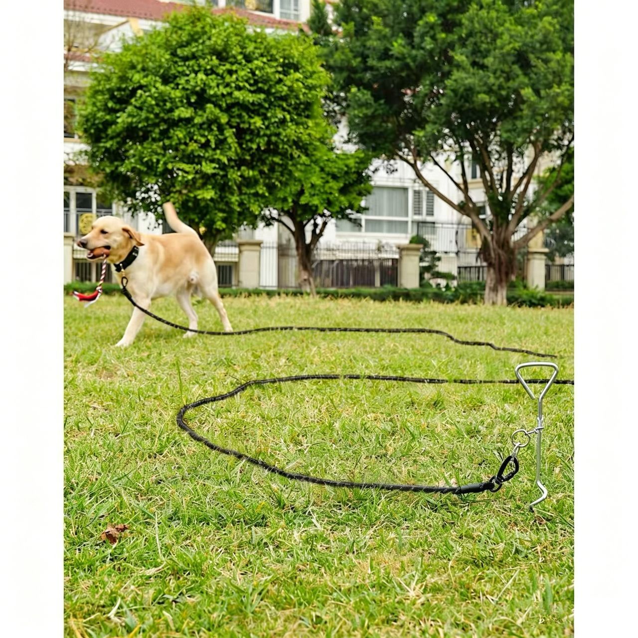 Large Dog Leash Sky Blue - Image 4