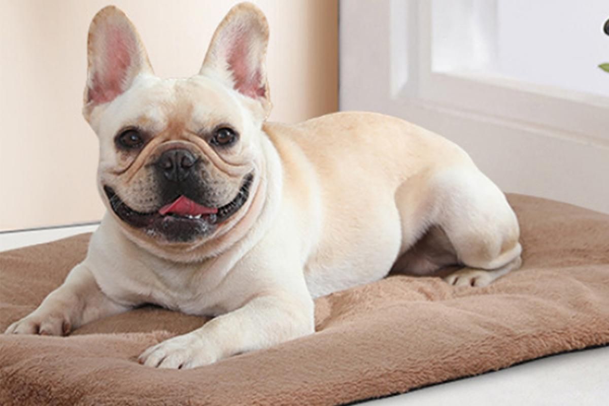 2Pcs Pet Blanket Self-Heating Bed Pad Cat Dog Self-Warming Cushion-Khaki S - Image 2